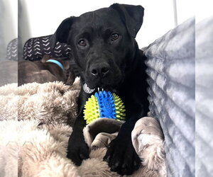 Mutt Dogs for adoption in Fargo, ND, USA