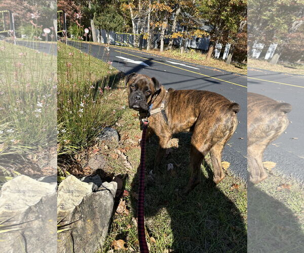Medium Photo #2 Boxer-Unknown Mix Puppy For Sale in Woodbury, NY, USA