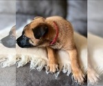 Small Photo #8 Belgian Malinois Puppy For Sale in DECATUR, AL, USA