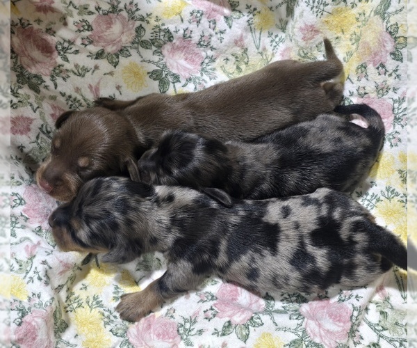 Medium Photo #1 Dachshund Puppy For Sale in LOCKWOOD, MO, USA