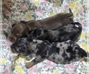 Dachshund Puppy for sale in LOCKWOOD, MO, USA