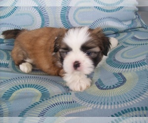 Shih Tzu Puppy for sale in S ZANESVILLE, OH, USA