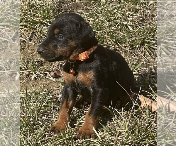 Medium Photo #2 Doberman Pinscher Puppy For Sale in MARYSVILLE, IN, USA