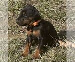 Small #1 Doberman Pinscher