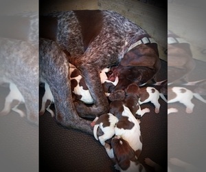 German Shorthaired Pointer Puppy for sale in CLINTON, TN, USA