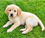 Small #6 Golden Retriever