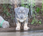 Puppy Puppy 1 Light B American Bully