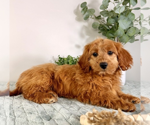 Medium Photo #6 Cock-A-Poo Puppy For Sale in GREENFIELD, IN, USA