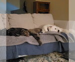 Small #6 Great Pyrenees Mix