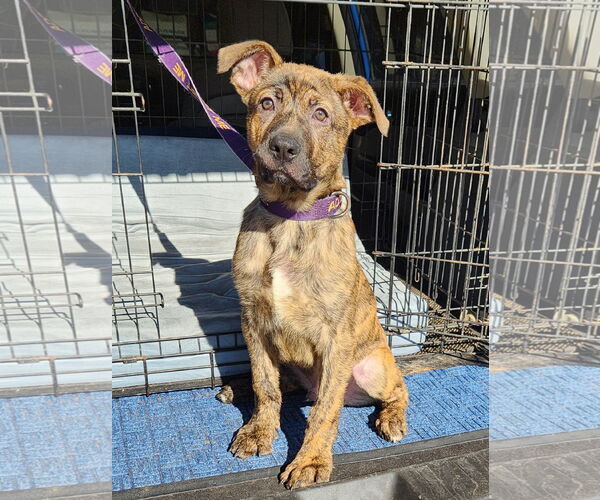 Medium Photo #7 German Shepherd Dog-Great Pyrenees Mix Puppy For Sale in Clinton, OK, USA