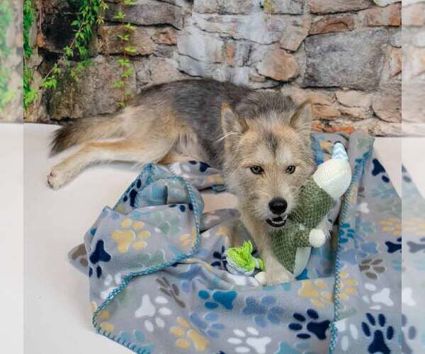 Medium Photo #3 Mutt Puppy For Sale in Kennesaw, GA, USA