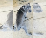 Small Photo #4 Cane Corso Puppy For Sale in ANDERSON, IN, USA