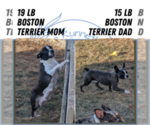 Small Photo #25 Boston Terrier Puppy For Sale in GOSHEN, IN, USA