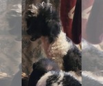 Small Photo #1 Maltipoo (Miniature) Puppy For Sale in VENETA, OR, USA
