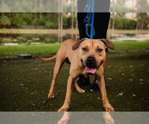 American Pit Bull Terrier Dogs for adoption in Orlando, FL, USA