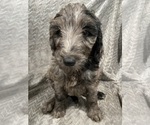 Puppy Lily Goldendoodle