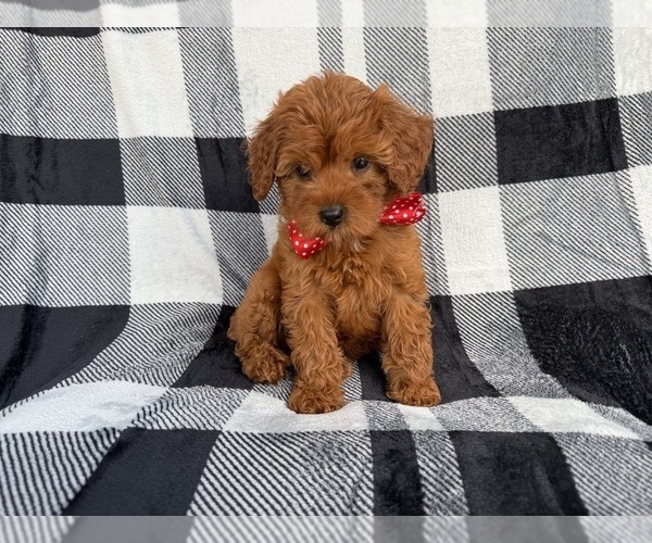 Medium Photo #9 Cavapoo (Miniature) Puppy For Sale in LAKELAND, FL, USA