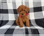 Small #8 Cavapoo (Miniature)