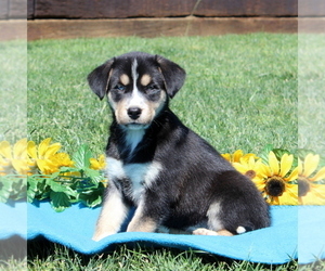 Labrador Retriever-Siberian Husky Mix Puppy for sale in PEACH BOTTOM, PA, USA