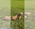 Small Photo #1 Dachshund Puppy For Sale in CAMDEN, OH, USA