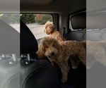 Small #2 Goldendoodle (Miniature)