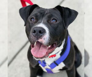 Cindy Lu *Adopt or Foster* - Female Labrador Retriever-Unknown Mix Dog for Adoption - Photo #5