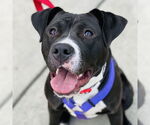Small #4 American Pit Bull Terrier-Labrador Retriever Mix