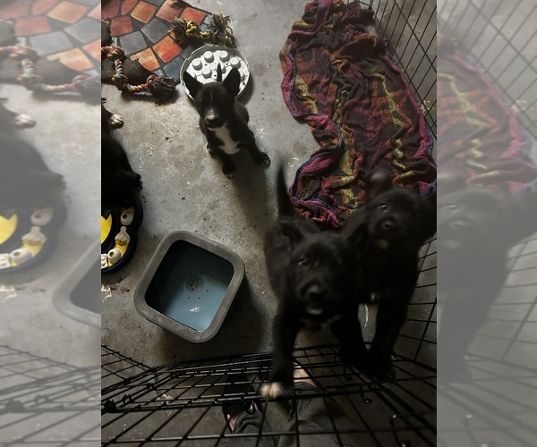 Medium Photo #6 Shollie Puppy For Sale in LUTZ, FL, USA