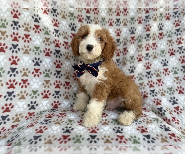 Medium Photo #1 Cavapoo (Miniature) Puppy For Sale in LAKELAND, FL, USA