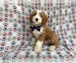 Small Cavapoo (Miniature)