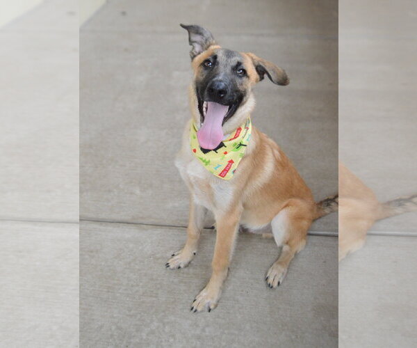 Medium Photo #2 Mutt Puppy For Sale in McKinney, TX, USA