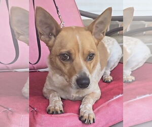 Cojack Dogs for adoption in Alexander, AR, USA