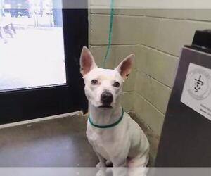 Bull Terrier Dogs for adoption in Tulsa, OK, USA