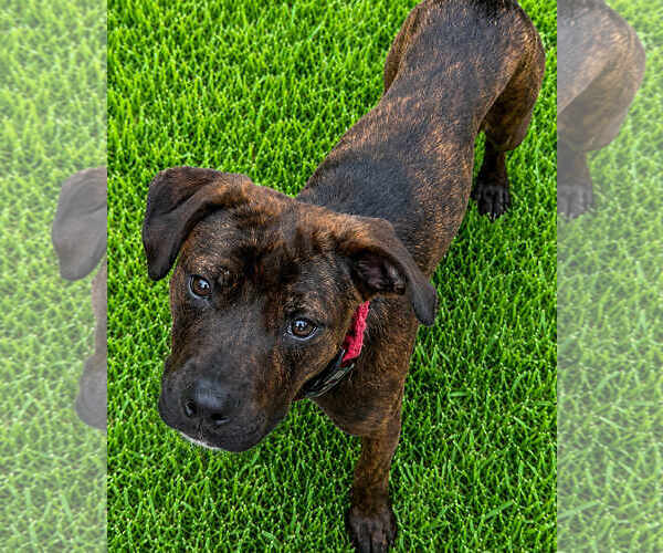 Medium Photo #1 Labrador Retriever-Unknown Mix Puppy For Sale in Clarkston, MI, USA