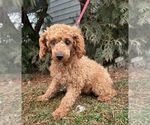 Small Photo #1 Poodle (Miniature) Puppy For Sale in MIDDLEBURY, IN, USA