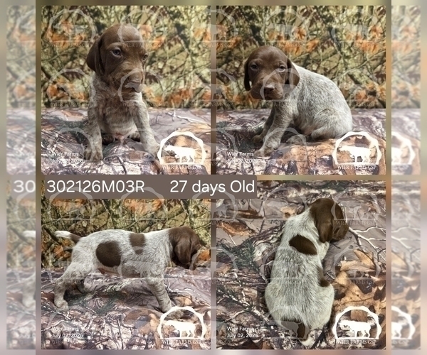 Medium Photo #4 German Shorthaired Pointer Puppy For Sale in MOYIE SPRINGS, ID, USA