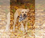 Small Photo #2 American Pit Bull Terrier-Black Mouth Cur Mix Puppy For Sale in McKinney, TX, USA