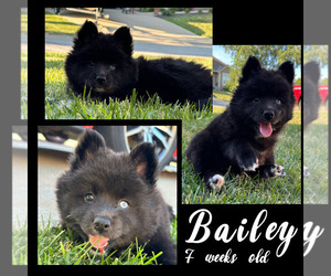 Pomsky Puppy for sale in DE SOTO, KS, USA