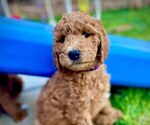 Small Photo #3 Goldendoodle Puppy For Sale in PERRIS, CA, USA