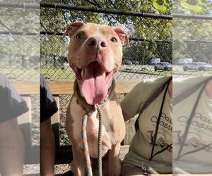 Mutt Dogs for adoption in Elmsford, NY, USA