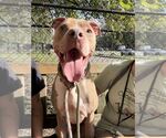 Bright - Male Mutt Dog for Adoption - Small photo