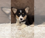 Small #2 Pembroke Welsh Corgi