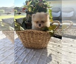Small #5 Pomeranian