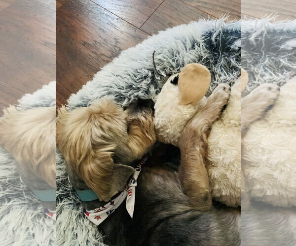Medium Photo #11 Mutt Puppy For Sale in Valrico, FL, USA