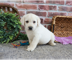 Labrador Retriever Puppy for sale in SYRACUSE, IN, USA