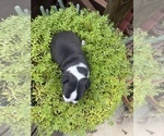 Small #6 Boston Terrier