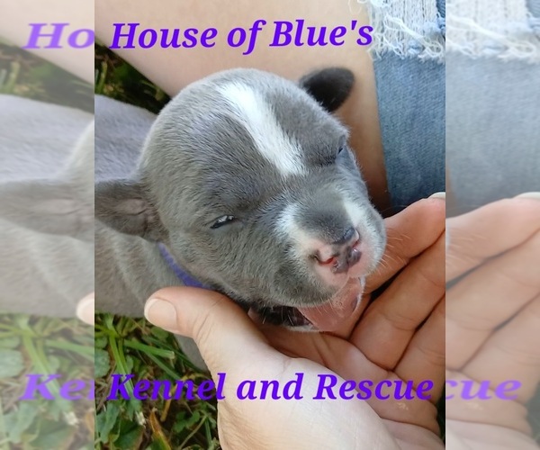 Medium Photo #3 American Pit Bull Terrier Puppy For Sale in DELAWARE, OH, USA