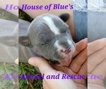 Small Photo #3 American Pit Bull Terrier Puppy For Sale in DELAWARE, OH, USA