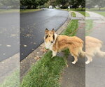 Small Photo #3 Collie Puppy For Sale in Chantilly, VA, USA