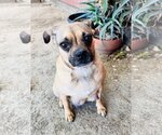 Small Photo #3 Pug-Unknown Mix Puppy For Sale in Marina Del Rey, CA, USA